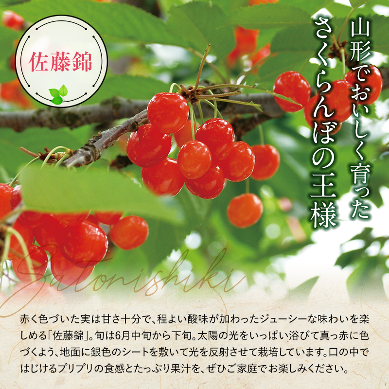 令和7年産先行予約】 さくらんぼ 「佐藤錦」 約1kg (秀 2L) バラ詰め 《令和7年6月中旬～発送》 『田中農園』 サクランボ 果物 フルーツ  産地直送 生産農家直送 山形県 南陽市 [1428]｜南陽市｜山形県｜返礼品をさがす｜まいふる by AEON CARD