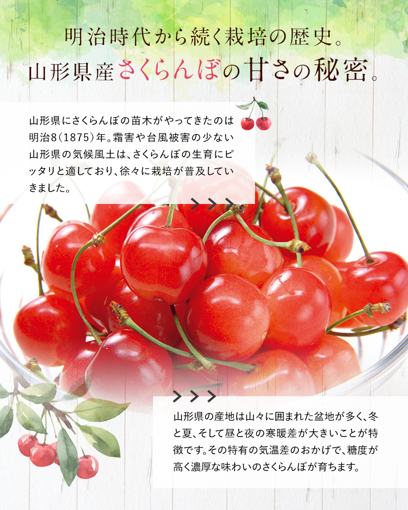 令和7年産先行予約】 さくらんぼ 「佐藤錦」 約1kg (秀 2L) バラ詰め 《令和7年6月中旬～発送》 『田中農園』 サクランボ 果物 フルーツ  産地直送 生産農家直送 山形県 南陽市 [1428]｜南陽市｜山形県｜返礼品をさがす｜まいふる by AEON CARD