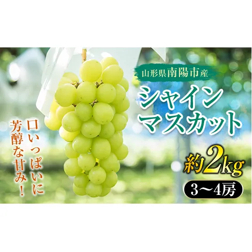 【令和6年産先行予約】 シャインマスカット 約2kg (3～4房 秀) 《令和6年9月中旬～発送》 『生産者 高橋 利和』 南陽産 農家直送 マスカット ぶどう 種なし 果物 フルーツ デザート 山形県 南陽市 [699]