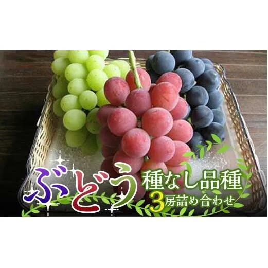 【令和7年産先行予約】 高級ぶどう 種なし品種 3房詰合せ 《令和7年9月中旬～発送》 『漆山果樹園』 葡萄 ぶどう ブドウ 種なし 新鮮 果物 フルーツ デザート 山形県 南陽市 [1520]