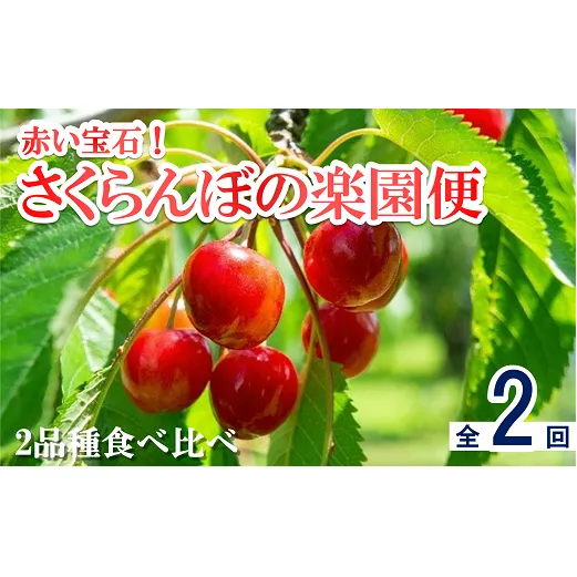 【令和7年産先行予約】 《定期便2回》 赤い宝石！さくらんぼの楽園便 「佐藤錦・紅秀峰」 各約1kg (500g×2パック 秀 L以上) 『フードシステムズ』 山形県 南陽市 [894]