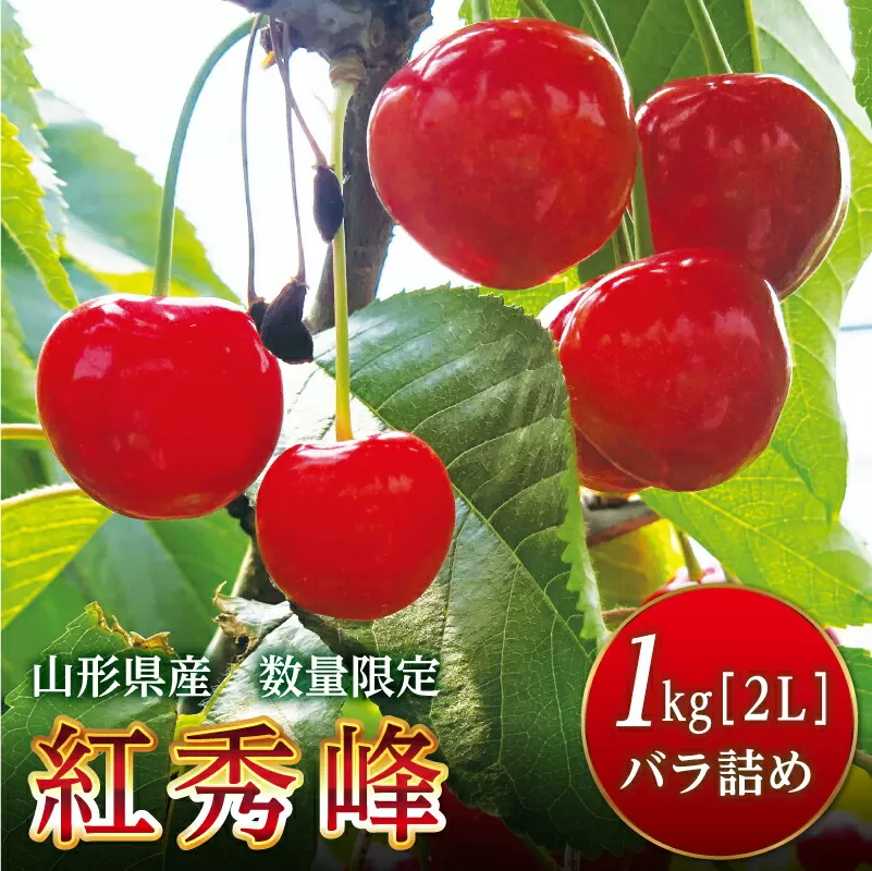 FYN9-257 《先行予約》2024年 山形県産 さくらんぼ 紅秀峰 1kg バラ詰め 秀 2Lサイズ 2024年6月下旬から順次発送 フルーツ くだもの 果物 西川町 月山