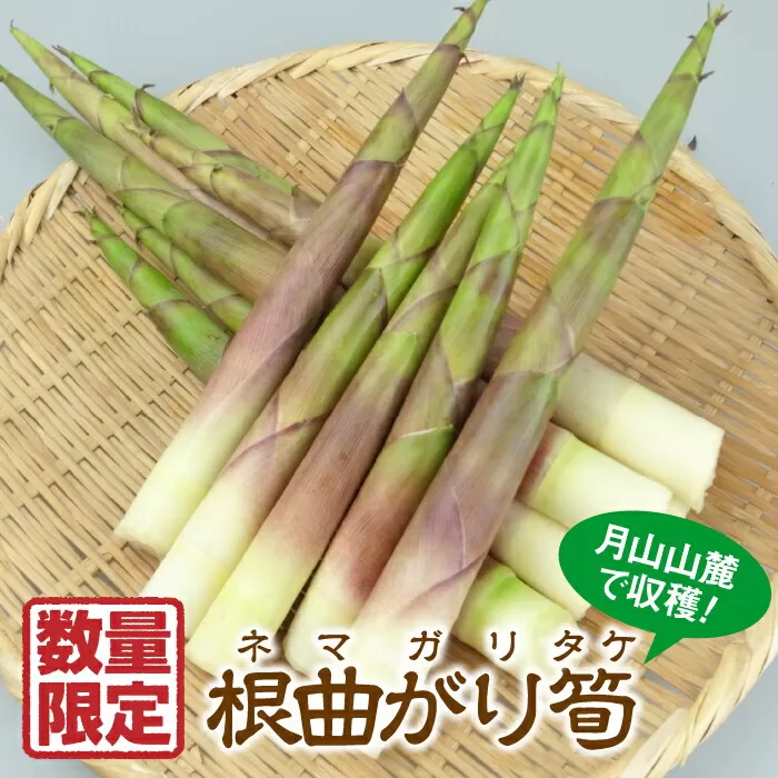 FYN9-158 《先行予約》 2024年 山形県産 山菜 根曲がり筍 (ネマガリタケ) 1kg 2024年5月上旬から順次発送 採れたて 野菜 やさい 山菜 さんさい 山 山の幸 期間限定 産地直送 山形県 西川町 月山