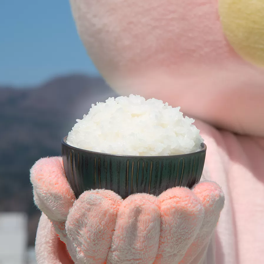 新米 先行予約 令和6年産 山形県 朝日町産 米 つや姫・雪若丸 食べ比べ 10kg（各5kg×2種類） 2024年産 精米 こめ コメ