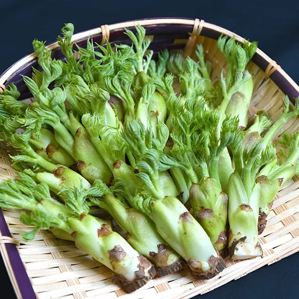 【季節商品】最上町産たらの芽