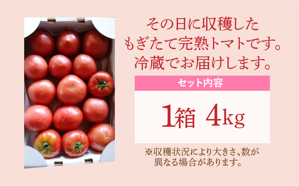先行予約 】朝採り完熟 トマト 4kg 1箱 大玉 7月発送 新鮮 野菜 農家 