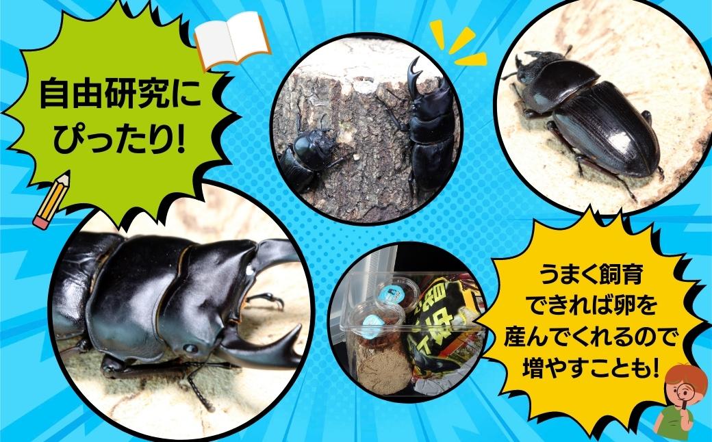 オオクワガタペア 飼育 セット 70mm～ 9月以降発送 クワガタ 自由研究 昆虫 成虫 生体 虫 飼育 夏休み 観察 自然 環境 学習 子供 孫  プレゼント 贈答 人気 福島県 田村市 田村 ふくしま たむら ムシムシランド｜田村市｜福島県｜返礼品をさがす｜まいふる by AEON CARD