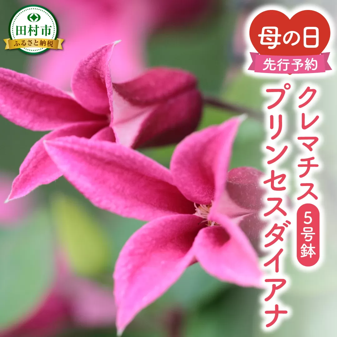 【 先行受付：令和7年5月11日の母の日 】 クレマチス 「 プリンセスダイアナ 」 5号鉢 ラッピング付き 母の日直前にお届け 2025年 お母さんへの心を込めた贈り物 長持ち 鉢植え フラワーセット プレゼント 送料無料 故郷納税 福島県 田村市 フローラハシモト　