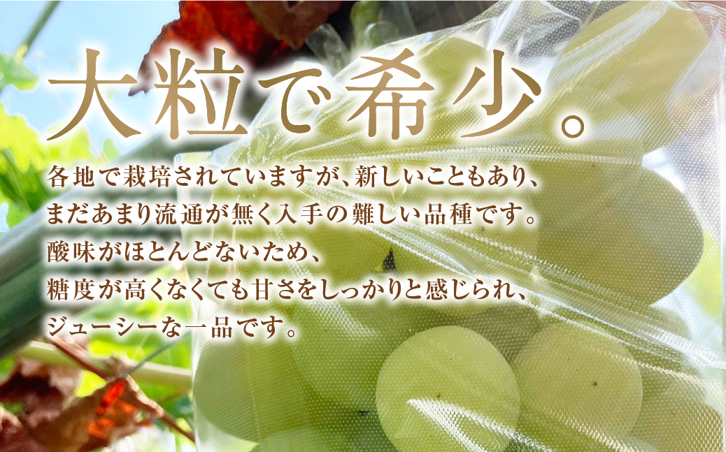 先行予約】 ＼雄宝 -ゆうほう- 約1.3kg ／ 2房 冷蔵 高級 種無し 種なし シャインマスカット ブドウ ぶどう 品種 果物 甘い 巨峰  美味しい 希少 福島県 田村市 鈴木農園 でんじろうさん｜田村市｜福島県｜返礼品をさがす｜まいふる by AEON CARD