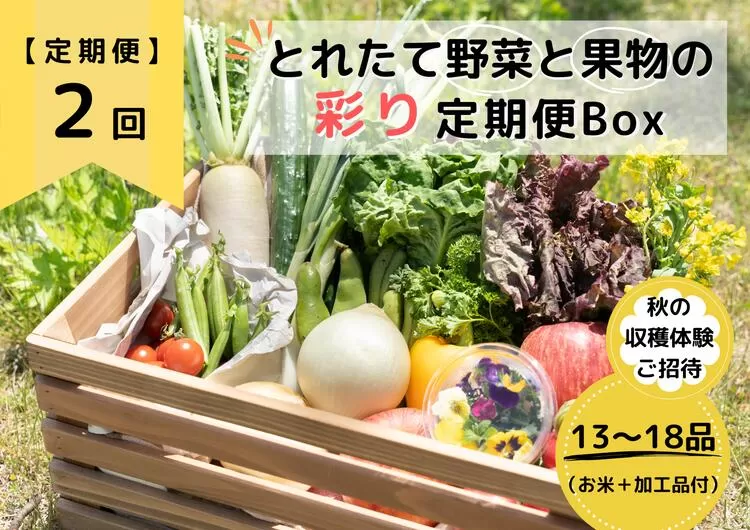 【定期便2回】★個数限定★とれたて野菜と果物の彩り定期便Box【お米・加工品付き】 13品目から18品目の豪華セット（収穫体験付き）※着日指定不可※沖縄・離島への配送不可※2023年8月中旬〜12月中旬頃に順次発送予定