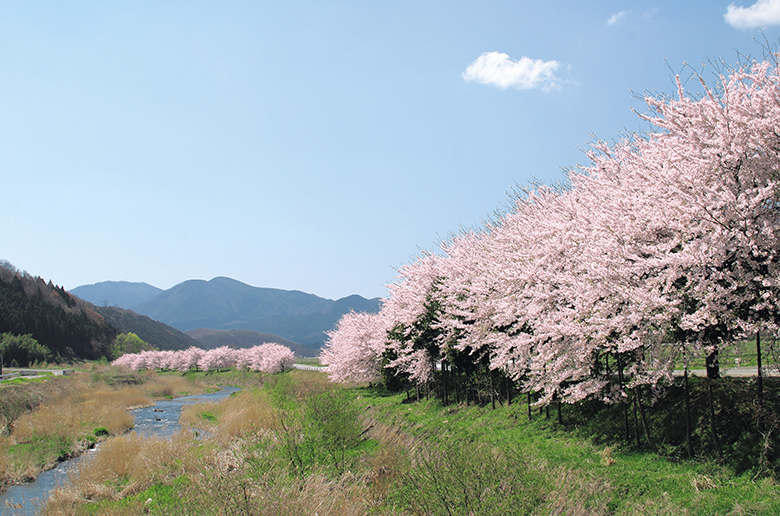 国道294号沿いの桜並木