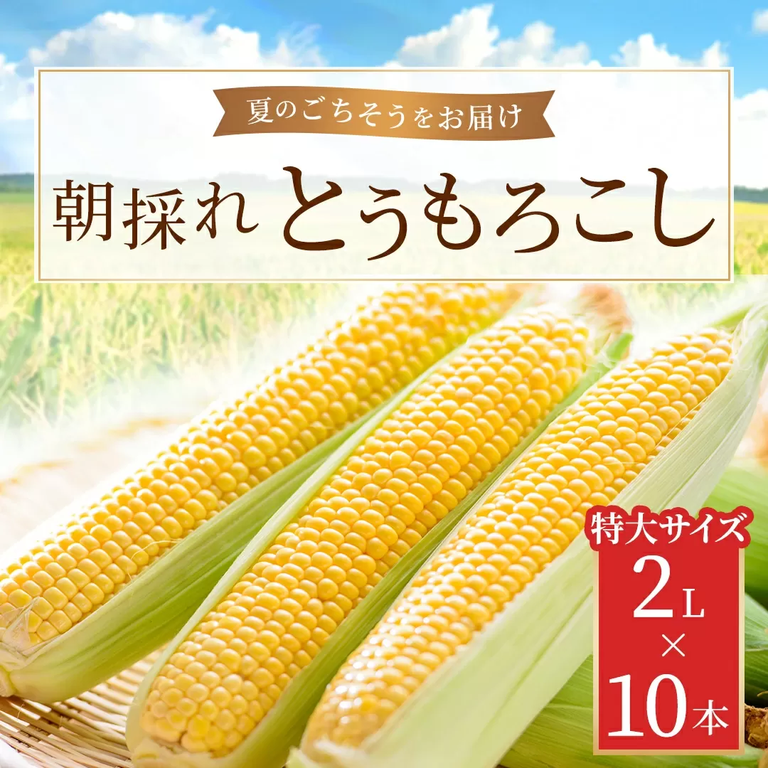 朝採れとうもろこし 10本セット 2L(2024年9月より順次発送) KBJ008