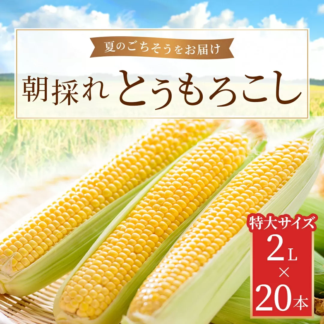 朝採れとうもろこし 20本セット 2L(2024年9月より順次発送) KBJ007