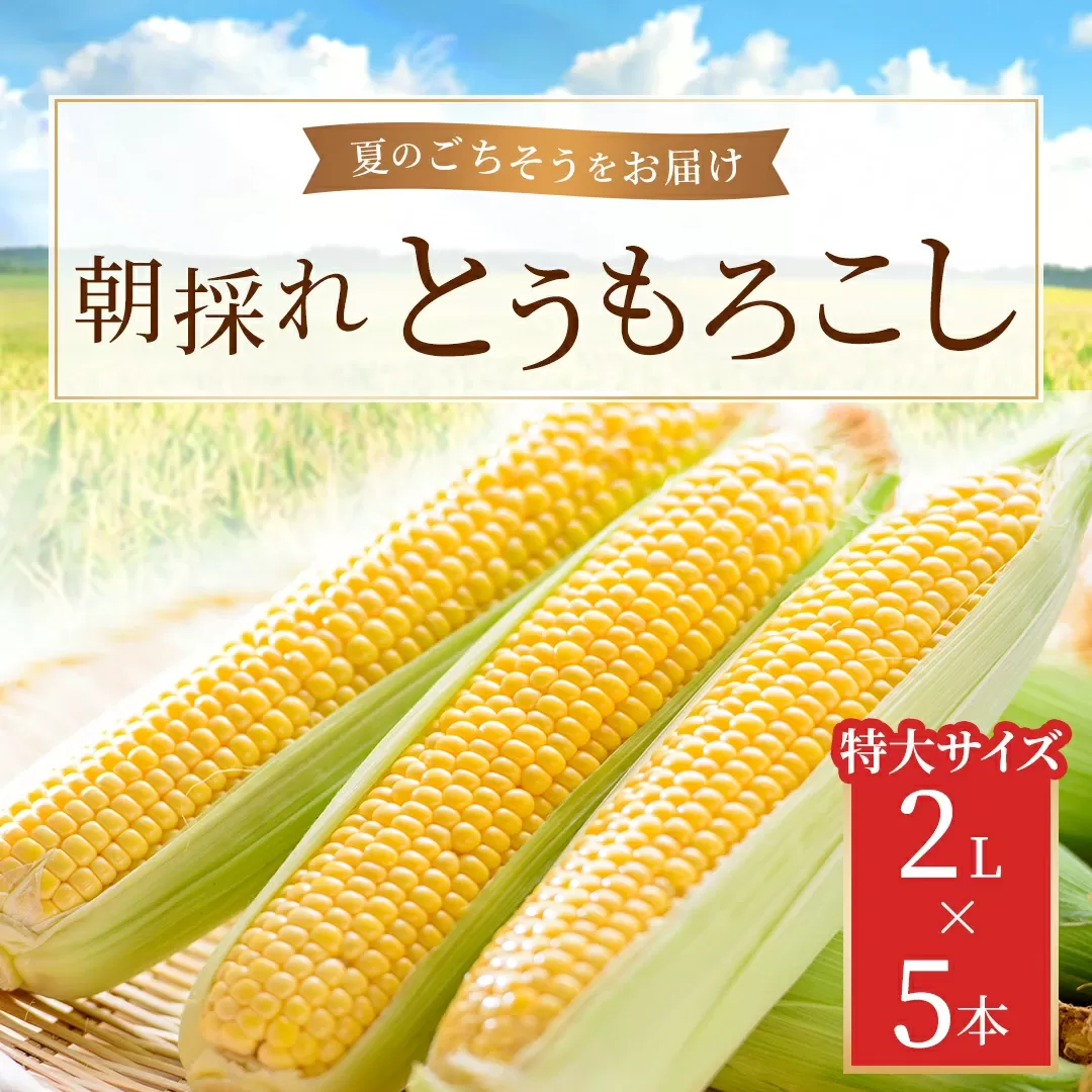 朝採れとうもろこし 5本セット 2L(2024年9月より順次発送) KBJ009