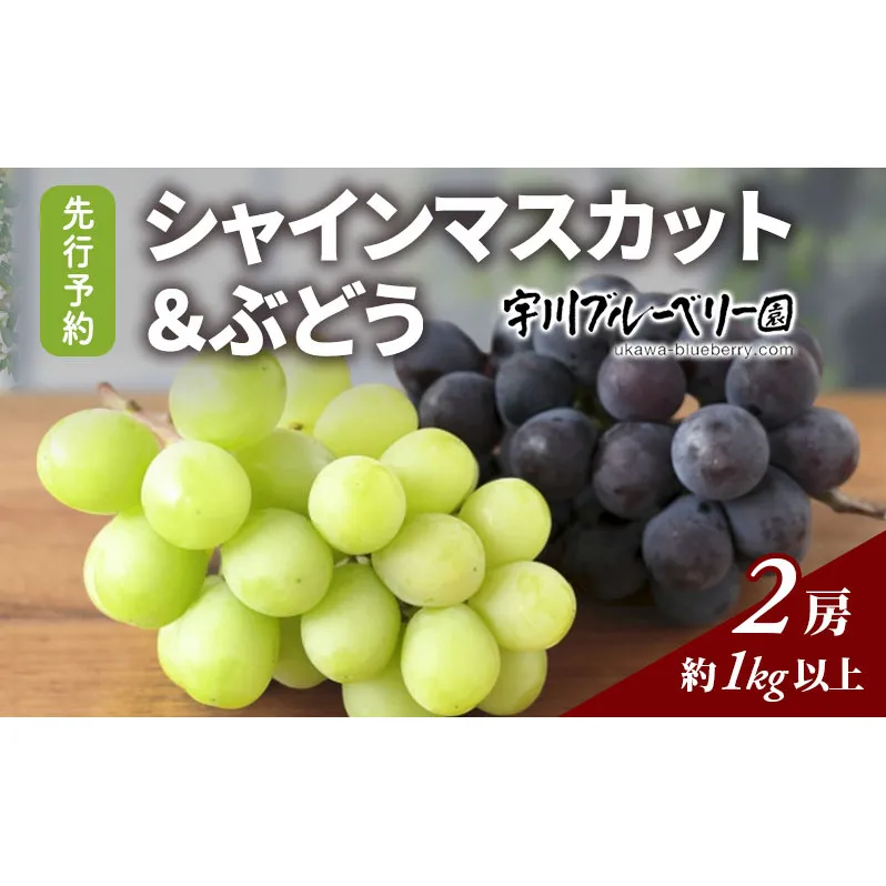 [2024年先行予約］ぶどう シャインマスカット・BKシードレス 詰合せ 種なし 各1房 合計約1kg以上 猪苗代 福島 予約