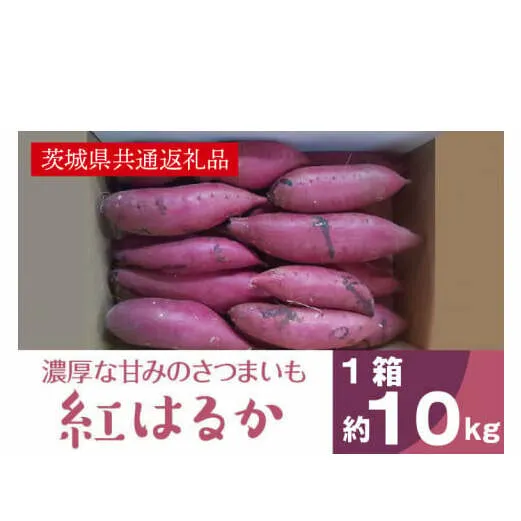 AK002【先行予約】【11月発送】濃厚な甘みさつまいも 紅はるか10kg（茨城県共通返礼品・行方市産）