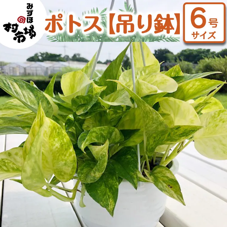 ポトス 1鉢 【 吊り鉢 】 観葉植物 ガーデニング 植物 鉢