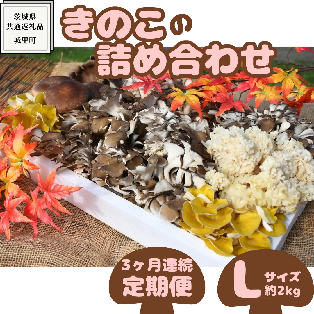 【3ヶ月定期便】きのこ の 詰め合わせ Lサイズ( 約2kg ) （茨城県共通返礼品：城里町） キノコ セット 野菜 低カロリー ダイエット デトックス バラエティ セット 新鮮