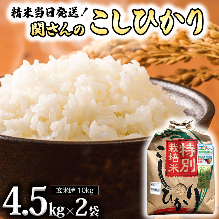特別栽培米 》 令和5年産 精米日出荷 関さんの「 こしひかり