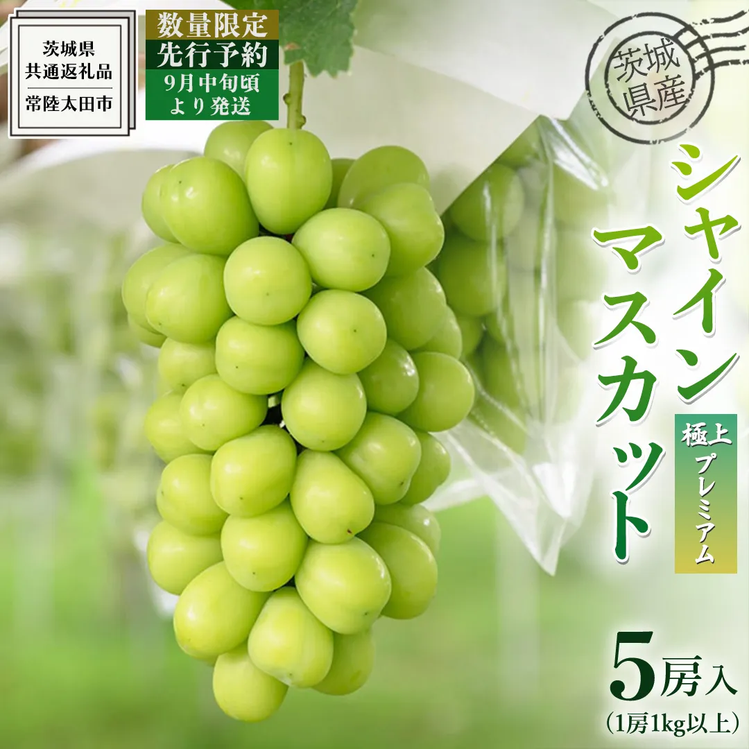 【 先行予約 】茨城県産 極上プレミアム シャインマスカット 1房1kg以上 数量限定 5房入り ( 茨城県共通返礼品 : 常陸太田市 ) 【 2024年 9月中旬頃より発送 】シャインマスカット フルーツ ぶどう 葡萄 ブドウ マスカット 果物 期間限定 数量限定