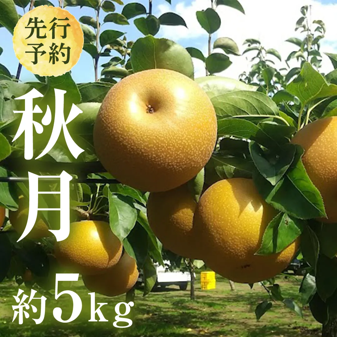 【 2025年9月上旬発送開始 】 茨城県産 梨 秋月 （約 5kg ） 10～16玉 フルーツ 果物 なし ナシ 旬 新鮮 期間限定 甘い 国産 先行予約