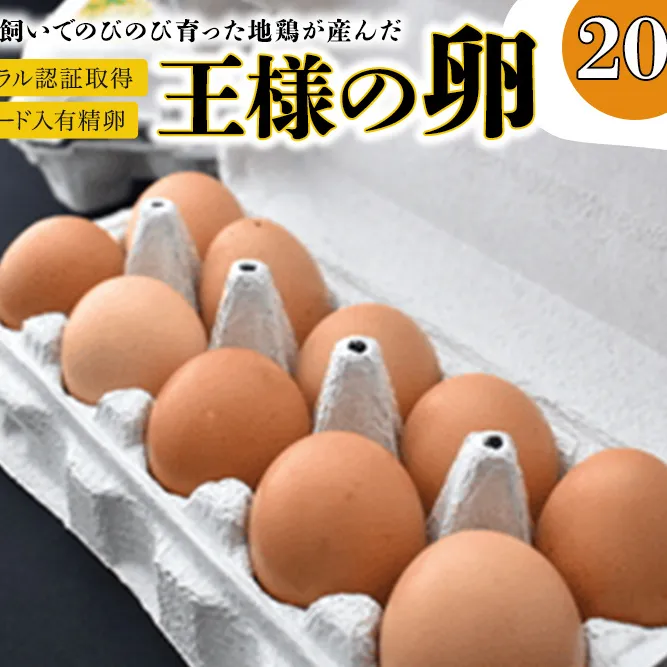 王様の卵 ヨード入 20個 平飼い 地鶏 有精卵 濃厚 卵 こだわり卵 たまご