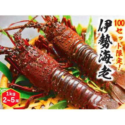 鹿嶋産地直送★【生】伊勢海老 1kg 2〜5尾 （KBL-7）