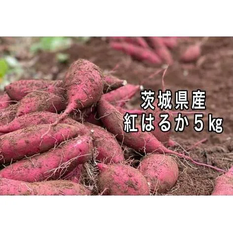 ポテト小屋の生さつまいも 【紅はるか】 5kg 【鹿嶋市 減農薬 サツマイモ 生芋 べにはるか 送料無料 5キロ 10000円以下】 (KBR-3)