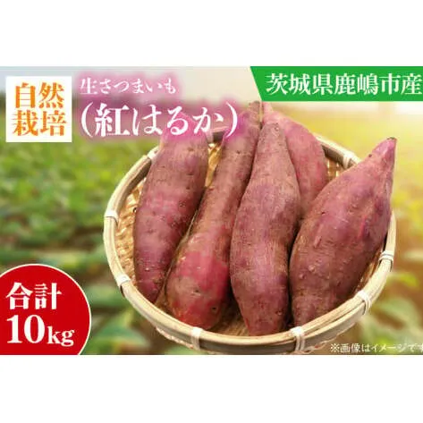 【先行予約】【10月中旬～11月末までの発送品！】【自然栽培】紅はるか 生さつまいも(10kg) 【サツマイモ 芋 おいしい べにはるか 農薬 不使用 新鮮 オーガニック 】（KAG-35 ）