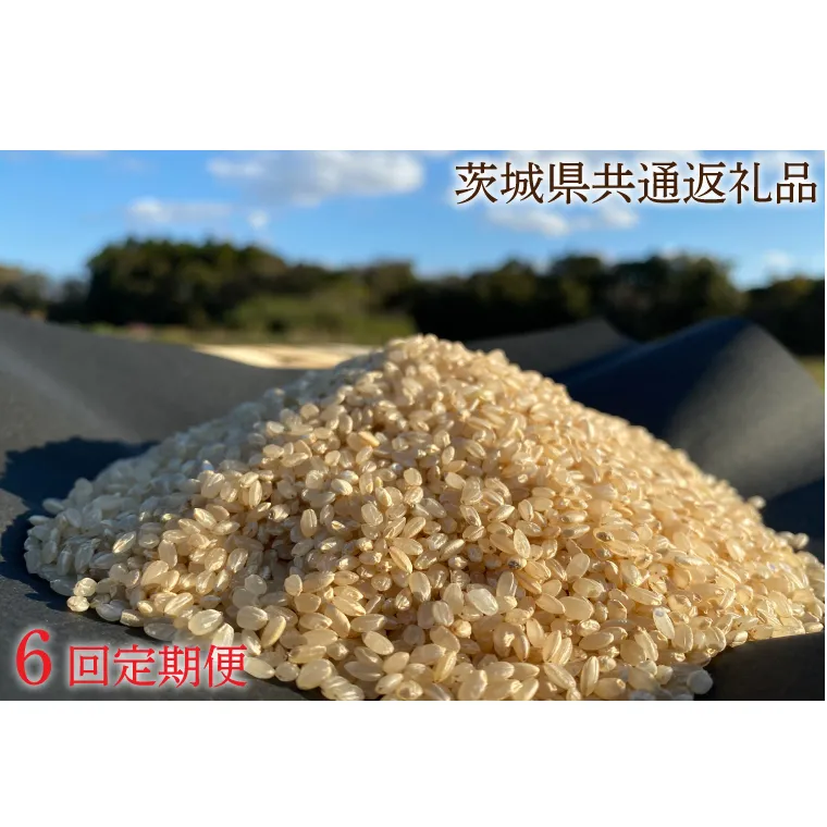 【6ヶ月定期便】【栽培期間農薬不使用】マキタ超こしひかり 玄米10kg×6回【茨城県共通返礼品・行方市産【おいしい お米 マキタ 減農薬 安心  鹿嶋市】（KBE-48）