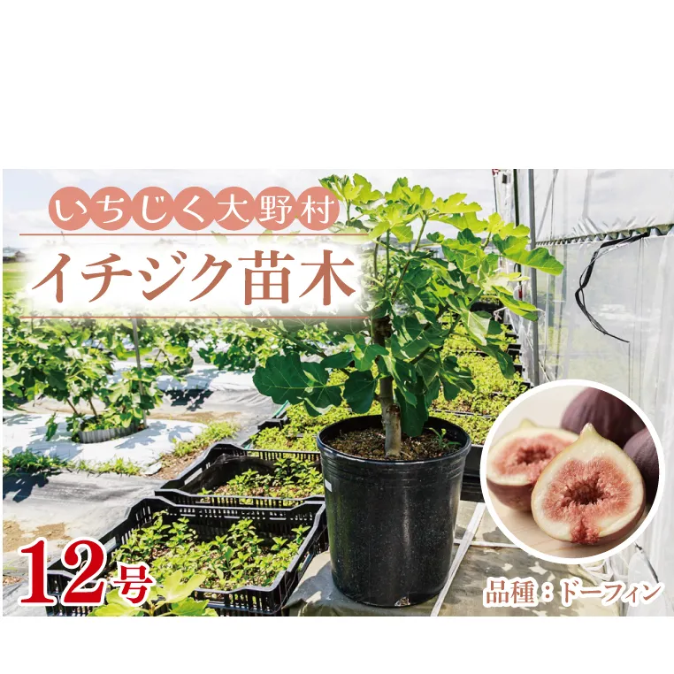 イチジク苗木 12号 【なえぎ 観葉 植物 いちじく 自宅 ポット ドーフィン 茨城県 鹿嶋市】（KAE-9）