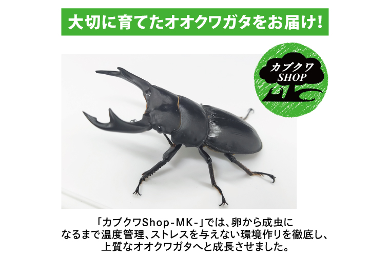 国産オオクワガタ♂♀ペア飼育セット【クワガタ クワガタムシ カブトムシ 昆虫 虫 国産 飼育 セット 夏休み 自由研究 鹿嶋市  茨城県】（KBY-2）｜鹿嶋市｜茨城県｜返礼品をさがす｜まいふる by AEON CARD