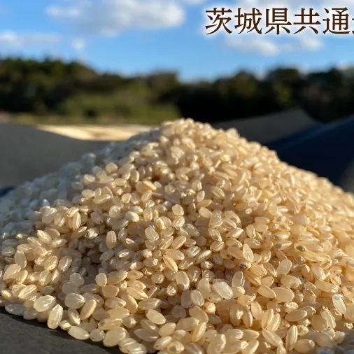 【栽培期間農薬不使用】マキタ超こしひかり 玄米5kg【茨城県共通返礼品・行方市産】【おいしい お米 マキタ 減農薬 安心  鹿嶋市】（KBE-42）