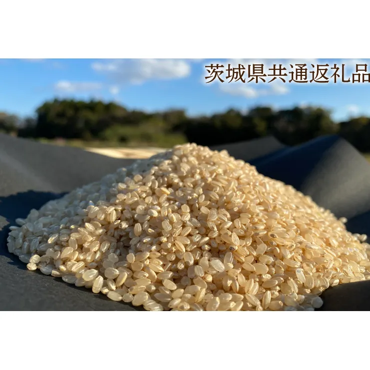 【栽培期間農薬不使用】R7年産 マキタ超こしひかり 玄米5kg【茨城県共通返礼品・行方市産】【おいしい お米 マキタ 減農薬 安心  鹿嶋市】（KBE-91）