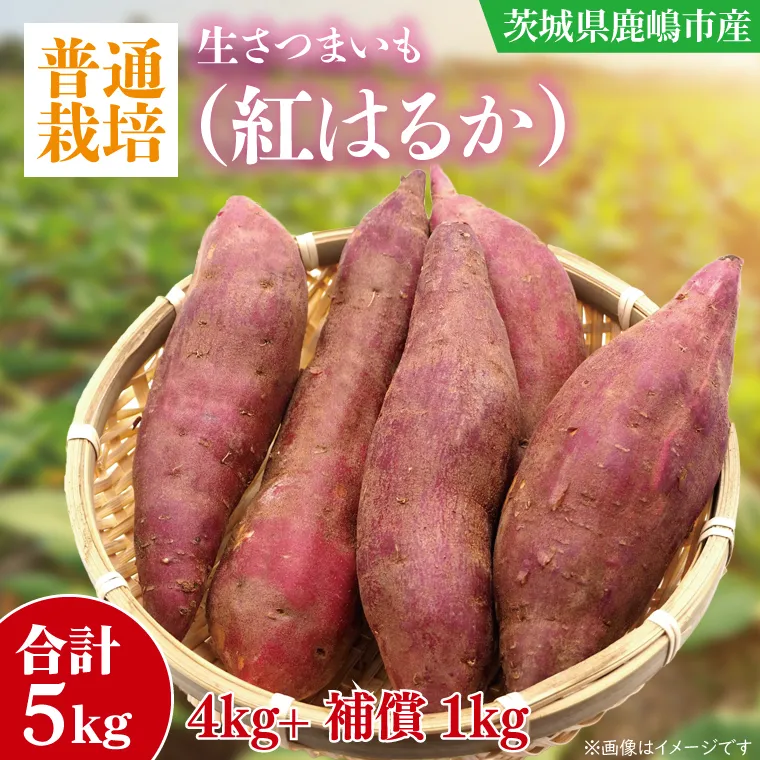 【10月中旬～11月末までの発送品！】【普通栽培】紅はるか 生さつまいも(4kg+約25%補償分)　計 約5kg【サツマイモ 芋 いも べにはるか 自然栽培 新鮮 焼き芋 煮物 天ぷら スイートポテト 鹿嶋市 茨城県】（KAG-41）