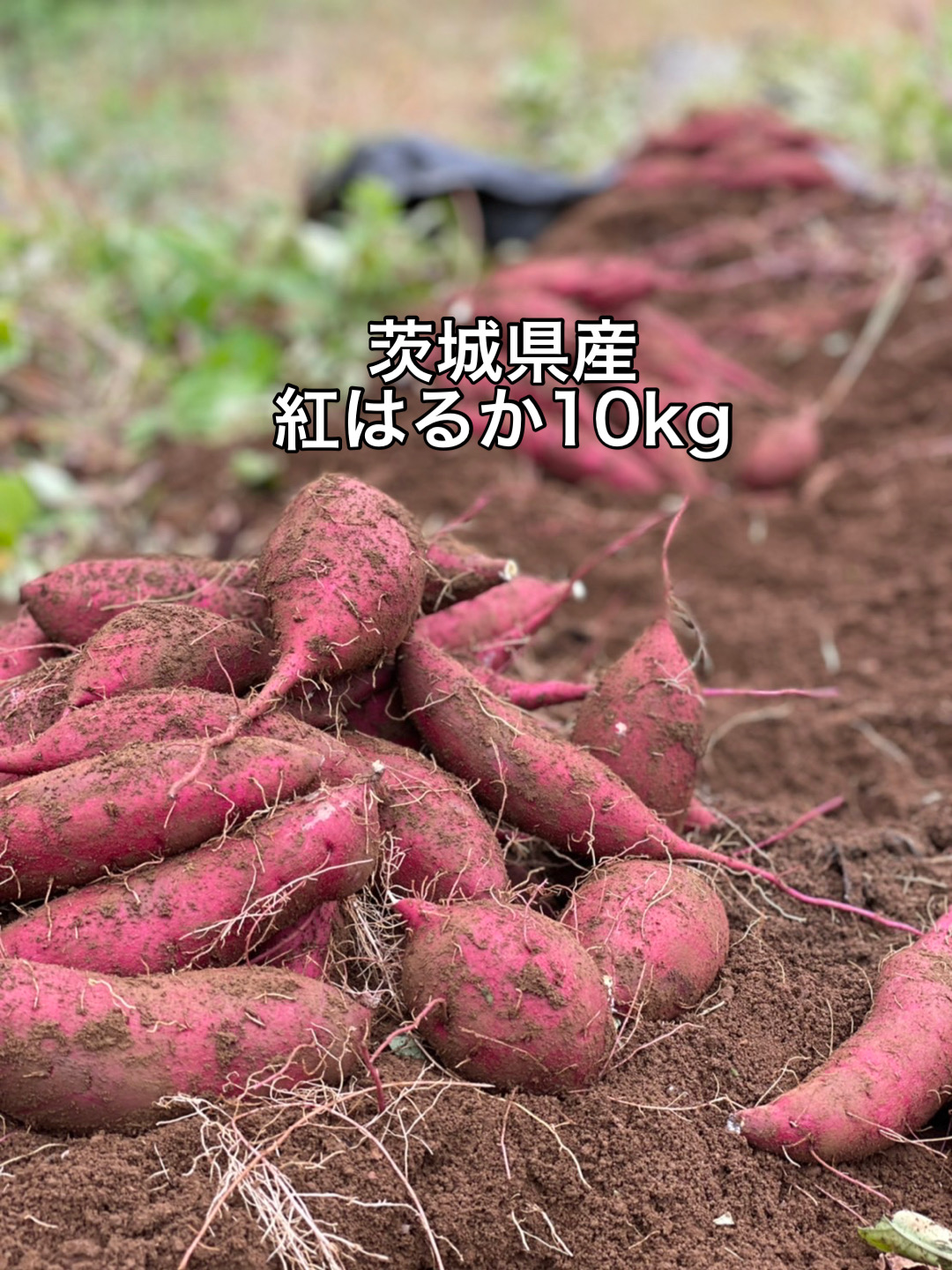 ポテト小屋の生さつまいも 10kg 送料無料 さつまいも 紅はるか 鹿嶋市