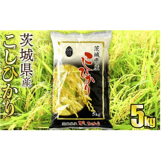 令和5年産茨城コシヒカリ　5kg【お米・コシヒカリ・米・5kg】