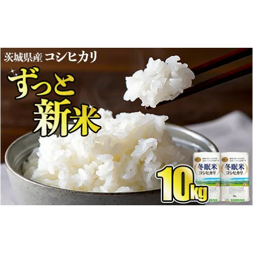 令和6年産 コシヒカリ 冬眠米 10kg 茨城県産 白米 精米 ごはん お米 冬眠 とうみんまい ブランド米 検査米 単一原料米 国産 守谷市 送料無料