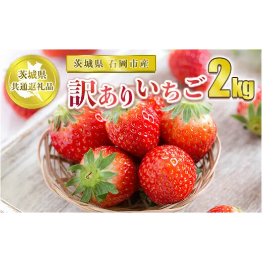 【先行予約】訳ありいちご 2kg【茨城県共通返礼品 石岡市】
※2024年12月上旬～2025年4月下旬頃に順次発送予定