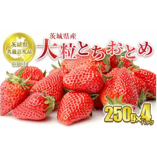 【先行予約】とちおとめ 大粒 250g×4パック【茨城県共通返礼品　石岡市産】 合計約1kg ※2025年1月上旬～3月下旬頃に順次発送予定