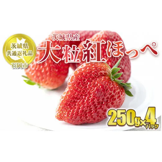 【先行予約】紅ほっぺ 大粒 250g×4パック 【茨城県共通返礼品　石岡市産】 合計約1kg ※2025年1月上旬～3月下旬頃に順次発送予定