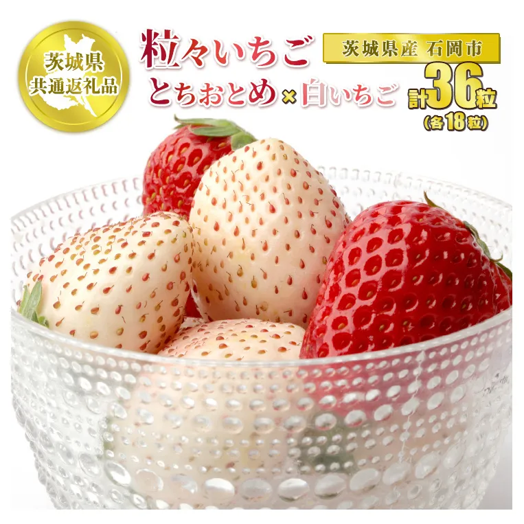 【先行予約】粒々 いちご 36粒 とちおとめと白いちご 各18粒【茨城県共通返礼品 石岡市】2種 セット 食べ比べ とちおとめ 白いちご 白い苺 いちご 果物 フルーツ お取り寄せ ※2024年12月下旬頃より順次発送予定