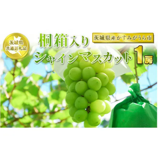 桐箱入りシャインマスカット 1房【茨城県共通返礼品 かすみがうら市産】 ※2024年8月～2025年1月下旬頃に順次発送予定