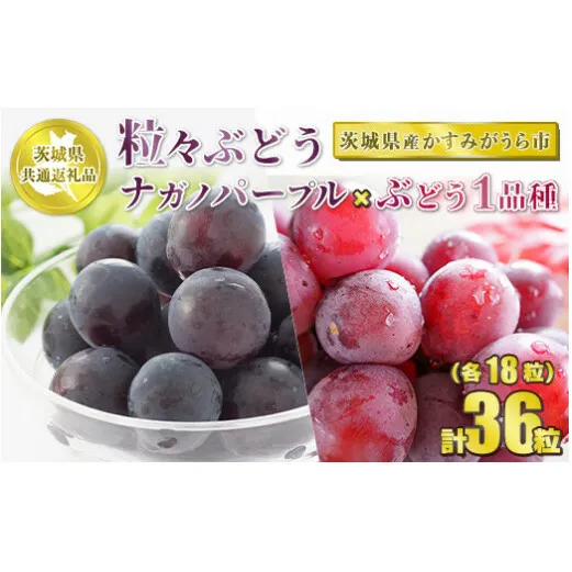 粒々ぶどう 合計36粒 各18粒 ナガノパープルとぶどう1品種【茨城県共通返礼品 かすみがうら市】 セット 2種類 食べ比べ ぶどう 葡萄 果物 フルーツ お取り寄せ ※2024年8月下旬頃より順次発送予定