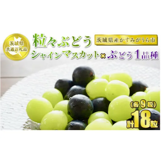 粒々ぶどう 合計18粒 各9粒 シャインマスカットとぶどう1品種【茨城県共通返礼品 かすみがうら市】セット 2種類 食べ比べ シャインマスカット マスカット ぶどう ブドウ 葡萄 果物 フルーツ お取り寄せ ※2024年8月下旬頃より順次発送予定