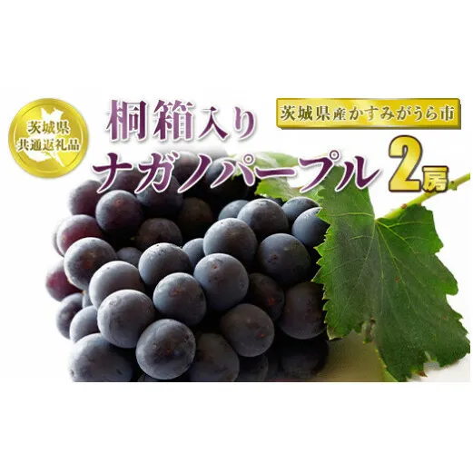 桐箱入りナガノパープル 2房【茨城県共通返礼品 かすみがうら市産】 ※2024年8月～10月下旬頃に順次発送予定