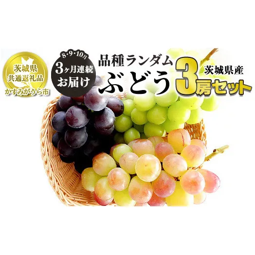 【定期便】ぶどう品種ランダム3房セット 3ヶ月連続お届け（8月、9月、10月） 【茨城県共通返礼品　かすみがうら市産】 ※一房約500～600g×3房 ぶどう ブドウ 葡萄 セット 詰め合わせ 定期便 定期 フルーツ 果物 くだもの 茨城県産 送料無料