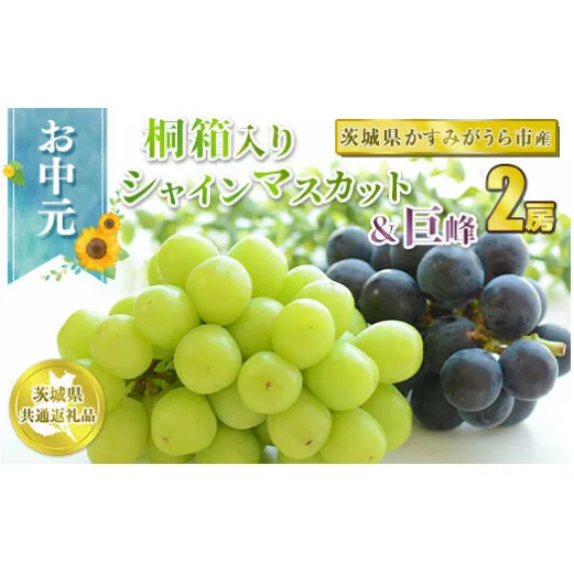 お中元 シャインマスカットと巨峰桐箱入り2房 【茨城県共通返礼品 かすみがうら市】　※2024年8月上旬～中旬頃に順次発送予定