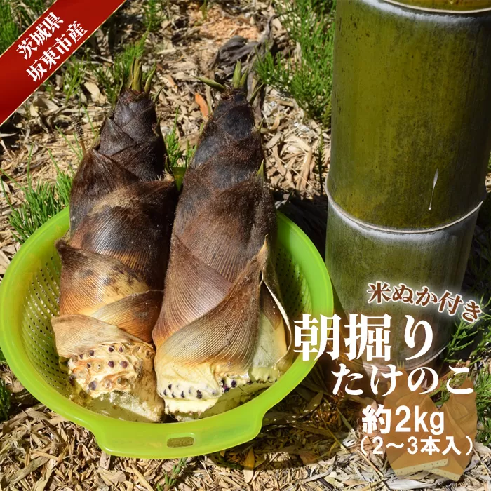 No.708 茨城県坂東市産 朝掘りたけのこ 約2kg（2〜3本入）・米ぬか付き