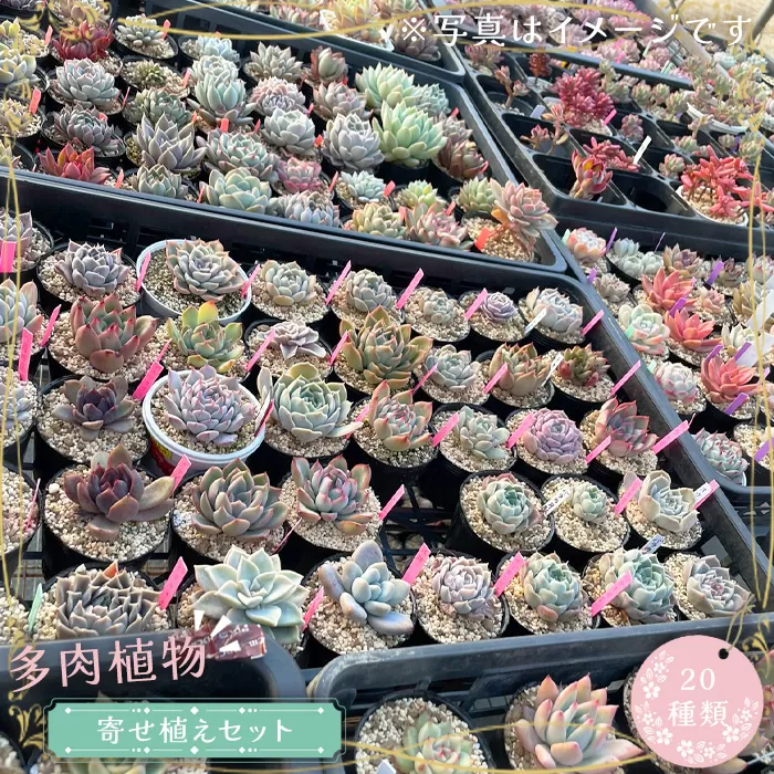 No.681 多肉植物寄せ植えセット（20種類）